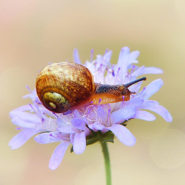 Searles Control Snails and Slugs Treatment